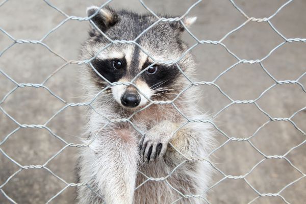 Charlottesville Wildlife Removal