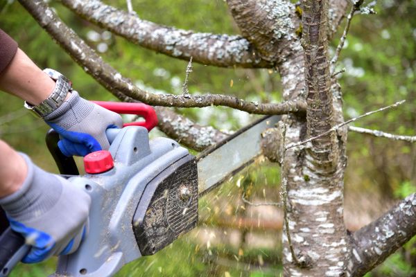 Charlottesville Tree Trimming