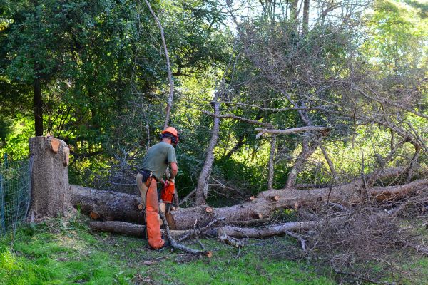 Charlottesville Tree Removal